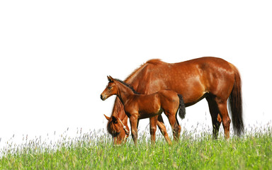 Naklejka premium foal and mare in a field - isolated on white