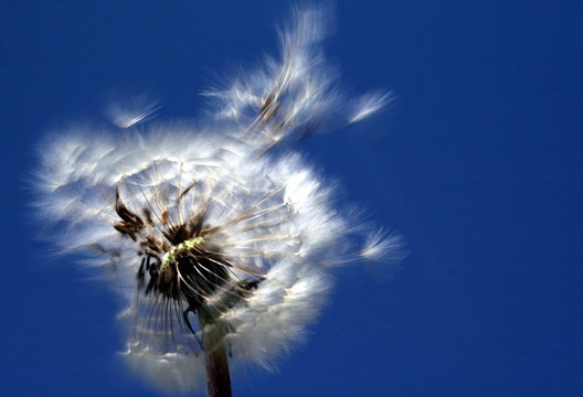 Fototapeta Pusteblume