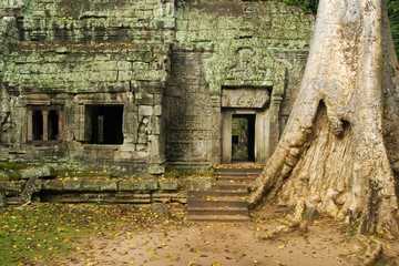 Fototapeta na wymiar Ta Prohm Temple In Cambodia