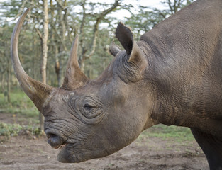 Naklejka premium Black Rhino