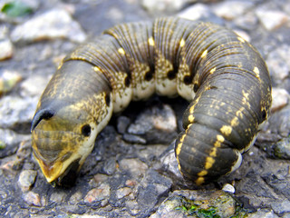 Ugly Horned Caterpillar