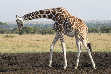 Giraffe