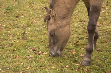 Fototapeta premium Konik rumienado