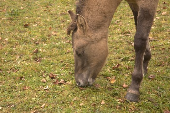 Konik rumienado