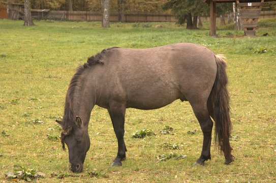 Caballo konik