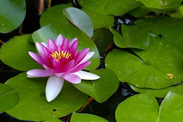water lily - nenuphar