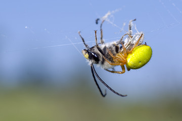 araniella