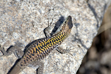 Tanned Lizard