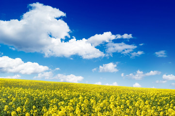 Obraz premium field and beautiful white clouds