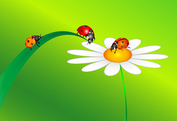 3 Marienkäfer und Blume