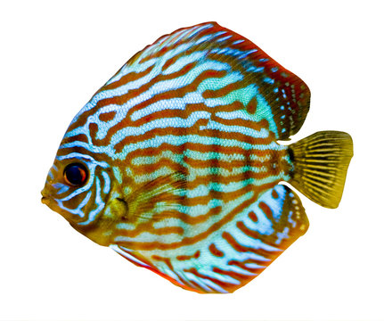 colorful discus fish