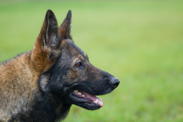 Germany sheepdog portrait on the green backgrounds