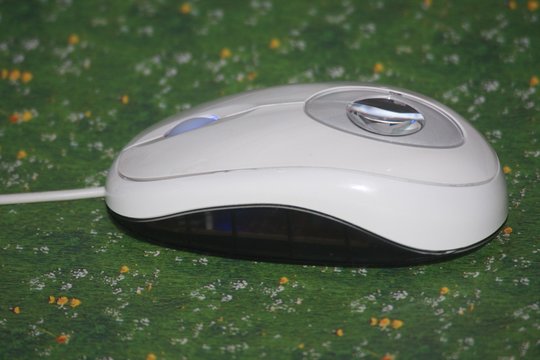 souris