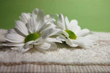 Fototapeta na wymiar Daisies on a Towel