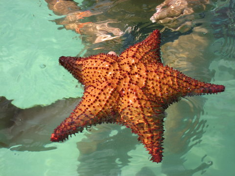 stella stellina