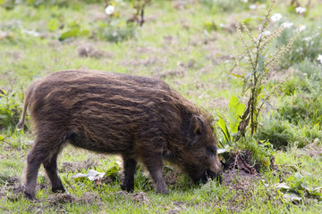 young wild boar 2