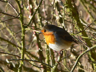 Robin red breast