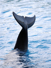 Fototapeta premium Immersione