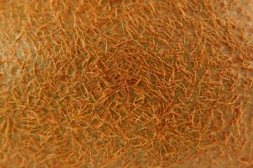 kiwifuit macro background