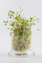 Green alfalfa sprouts growing in a glass on white background