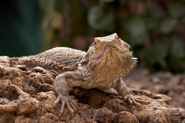 Bosc Monitor Lizard 