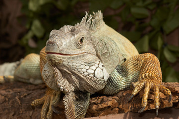 Iguana