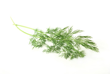 Dill herb
