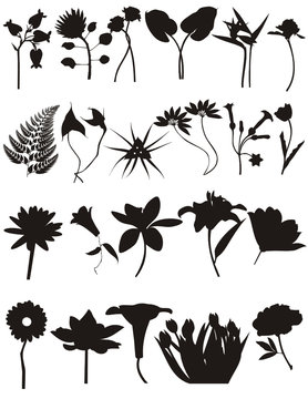 vector floral silhouette