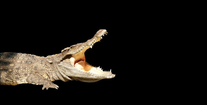 crocodile, bouche ouverte