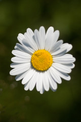 Fototapeta premium Daisy close-up over dark green background. Botanical garden.