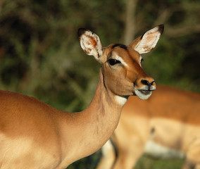 Impala: Aepyceros Melampus