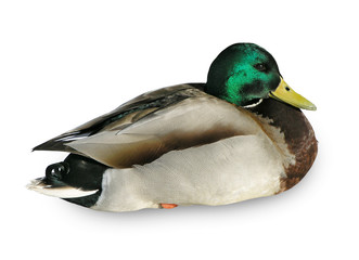 Wild drake isolated on a white