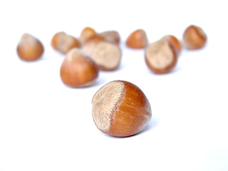 hazelnuts 