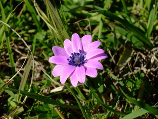 Fototapeta premium Anemone