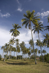 Obraz premium coconut tree with blue sky background