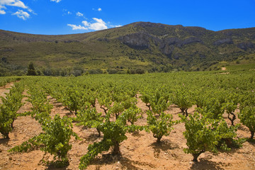 Fototapeta na wymiar Roussillon: winorośli i gór