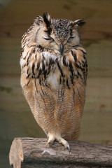 owl