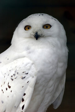 snowy owl