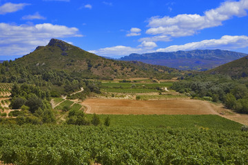 roussillon : vignes; champs et montagnes