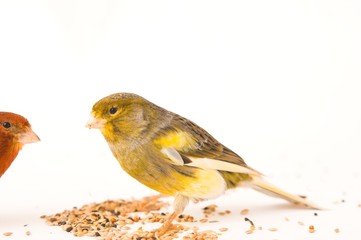 canary birds