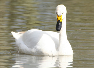 bewicks swan
