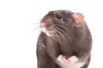 rat close up