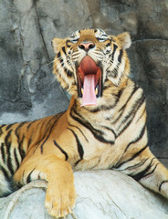 Tiger, resting on a cliff yawning