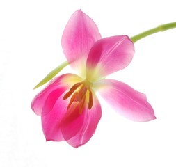 Close-up of single pink tulip flower on white background