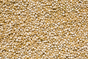 closeup of fresh quinoa seeds, Inca's rice