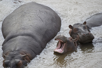 Three Hippos