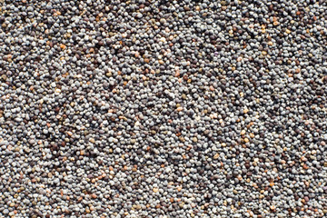 closeup of fresh and dry poopy seeds
