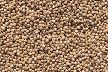 closeup of fresh and dry coriander seeds
