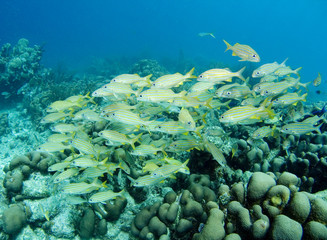 A school of Smallmouth Grunts in the Caribbean Sea