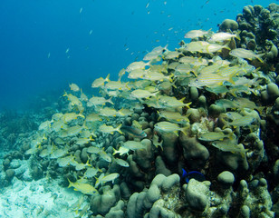 A school of Smallmouth Grunts in the Caribbean Sea